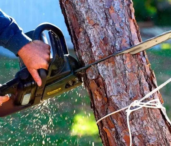 Tree Removal